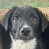 Bailey Welpe R Valcea